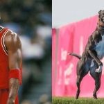 Michael Jordan and Spitfire dog