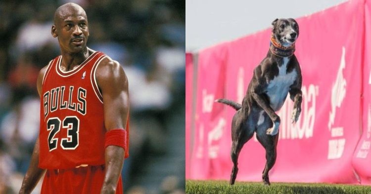 Michael Jordan and Spitfire dog