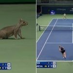 Squirrel interrupts US Open match of Laura Siegemund-Vera Zvonareva
