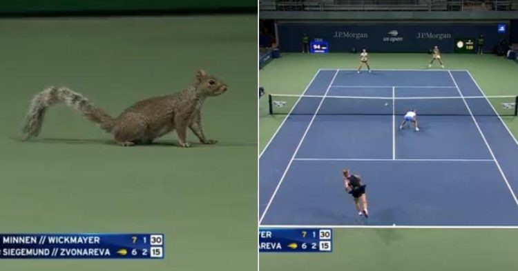 Squirrel interrupts US Open match of Laura Siegemund-Vera Zvonareva