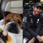Roscoe Hamilton (left), Lewis Hamilton with Roscoe (right) (Credits- Instagram, Twitter)