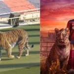 FC Barcelona welcome Vitor Roque with a wild tiger